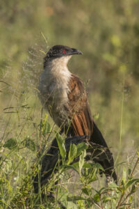 Coppery-tailed Coucal