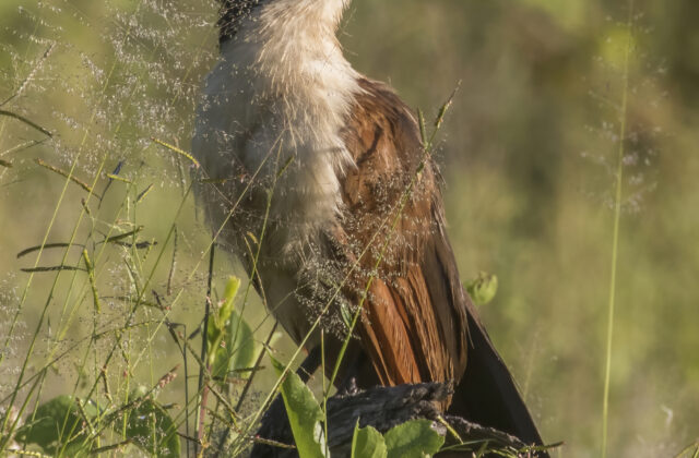 Coppery-tailed Coucal