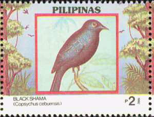 Black Shama