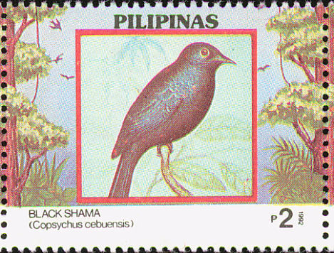 Black Shama