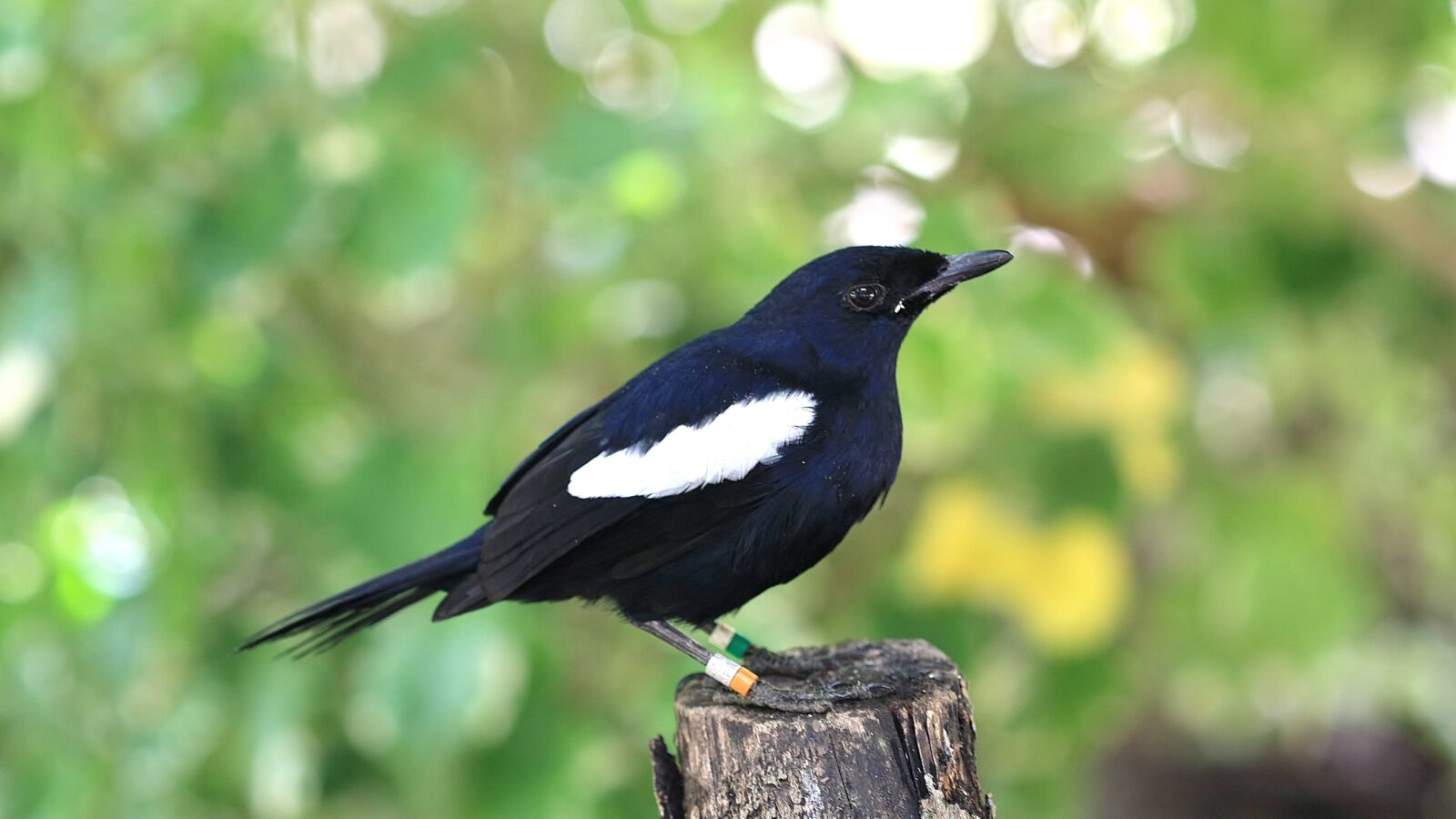 Seychelles Magpie-Robin