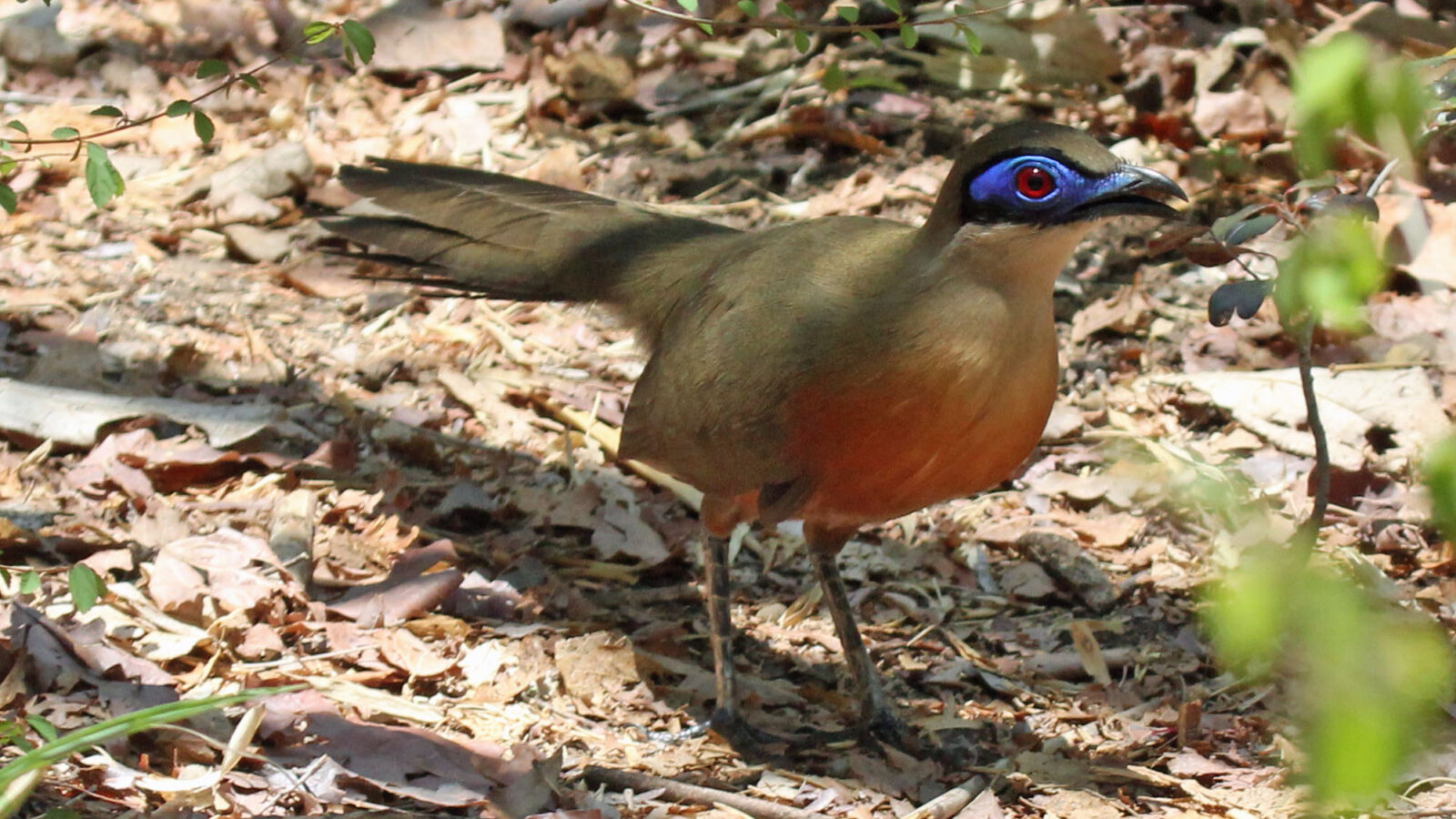 Coquerel’s Coua