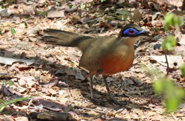 Coquerel’s Coua