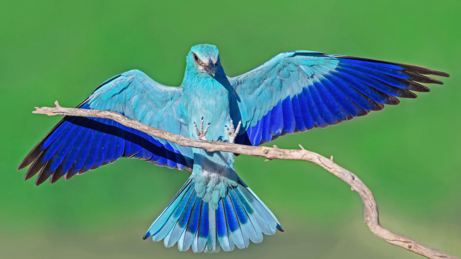 European Roller