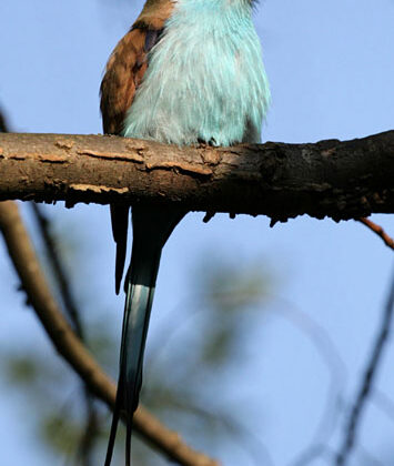 Racket-tailed Roller