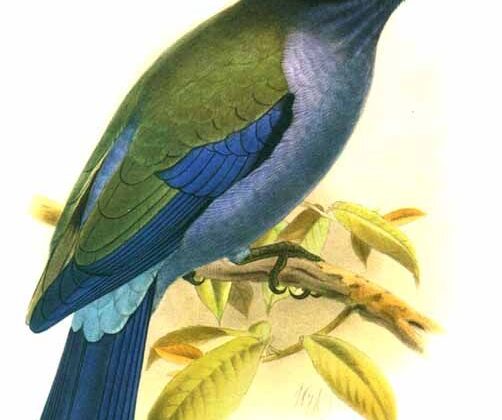 Purple-winged Roller