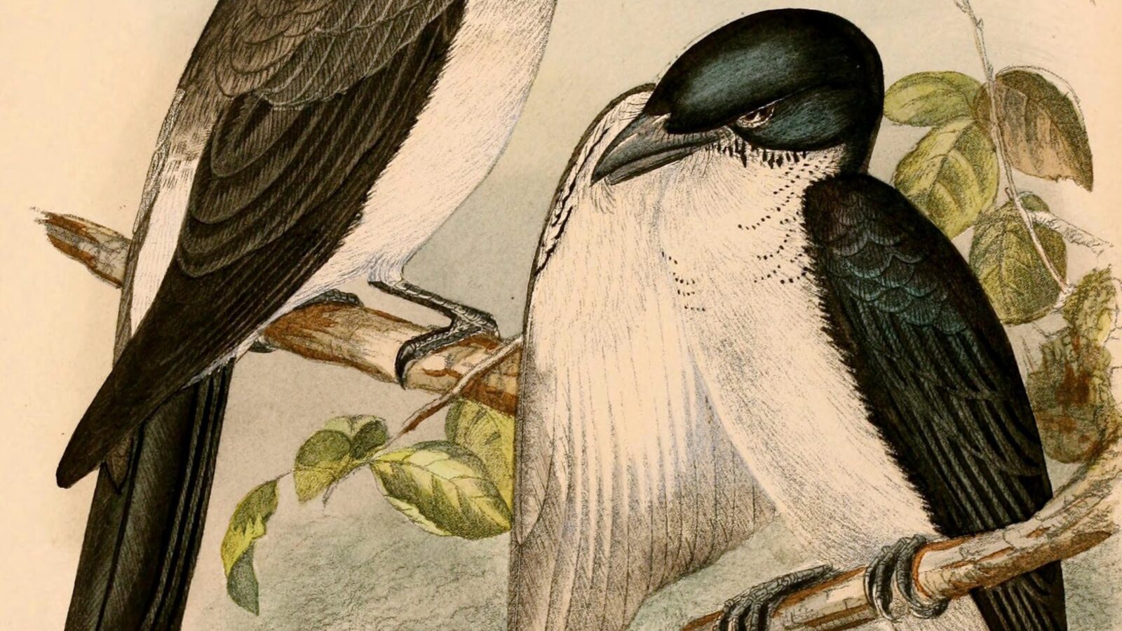 Pied Cuckooshrike