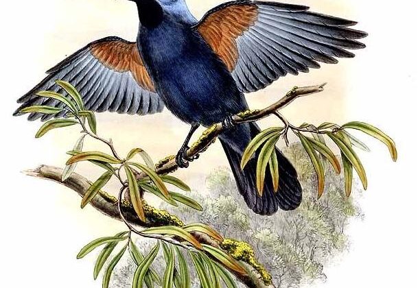 Stout-billed Cuckooshrike