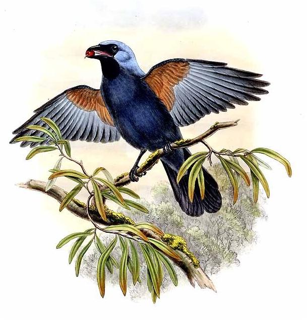 Stout-billed Cuckooshrike