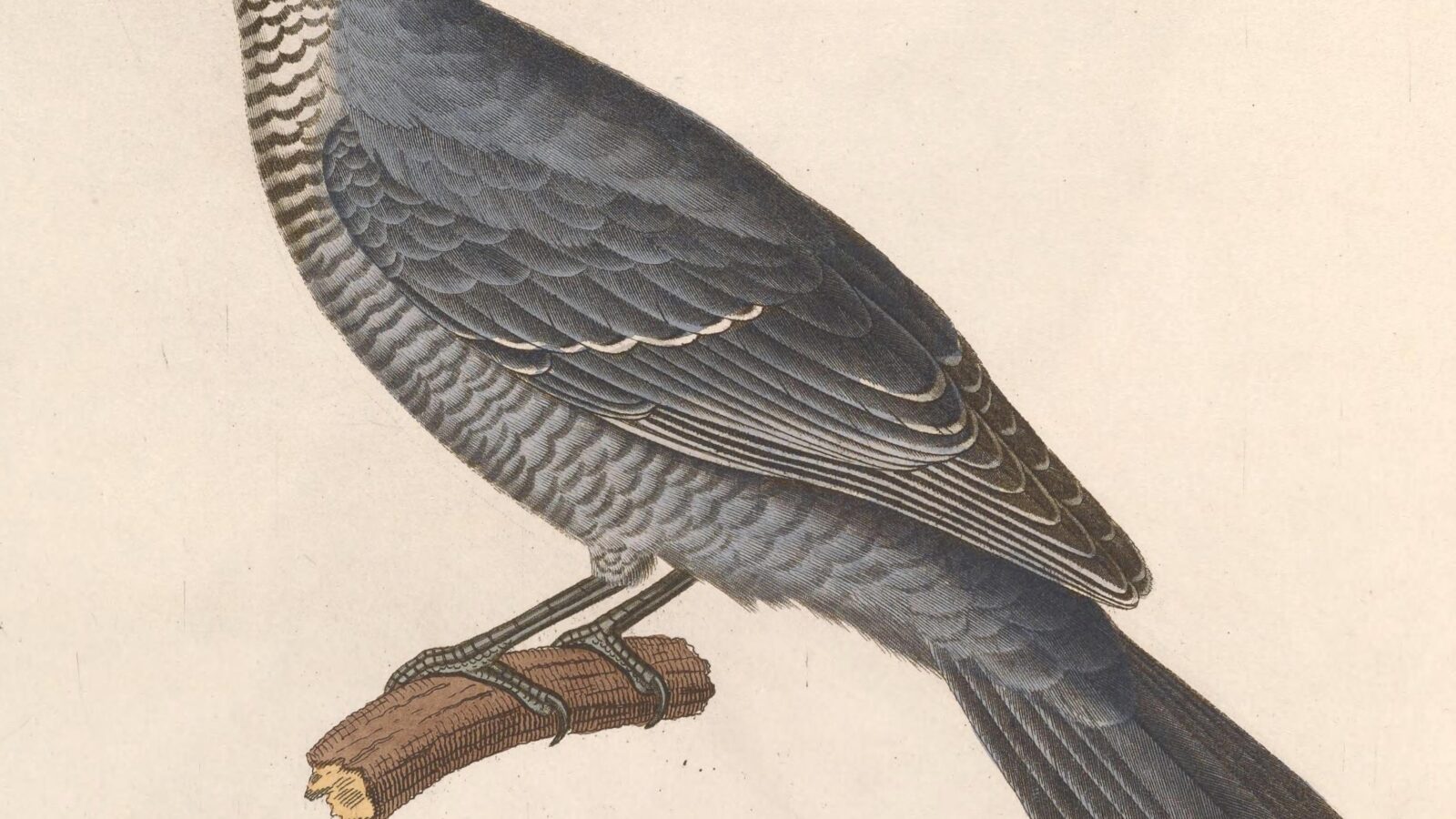 Lesser Cuckooshrike
