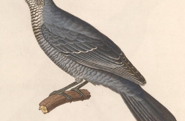 Lesser Cuckooshrike