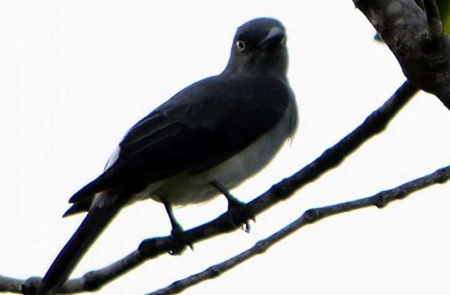 White-rumped Cuckooshrike