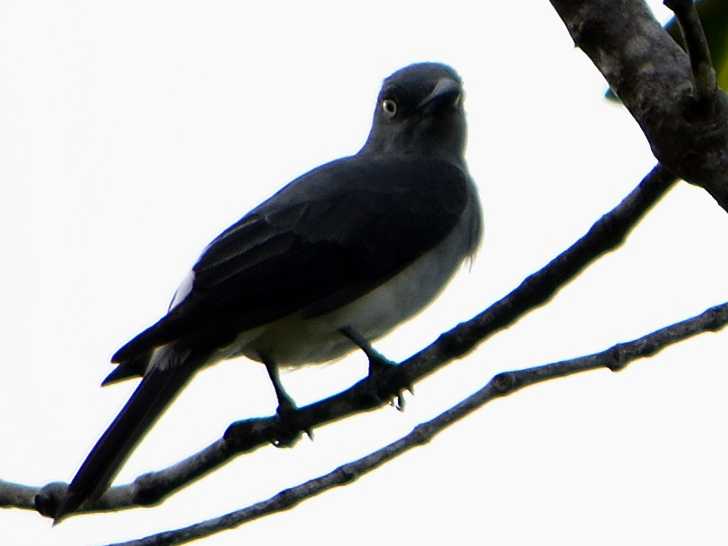 White-rumped Cuckooshrike