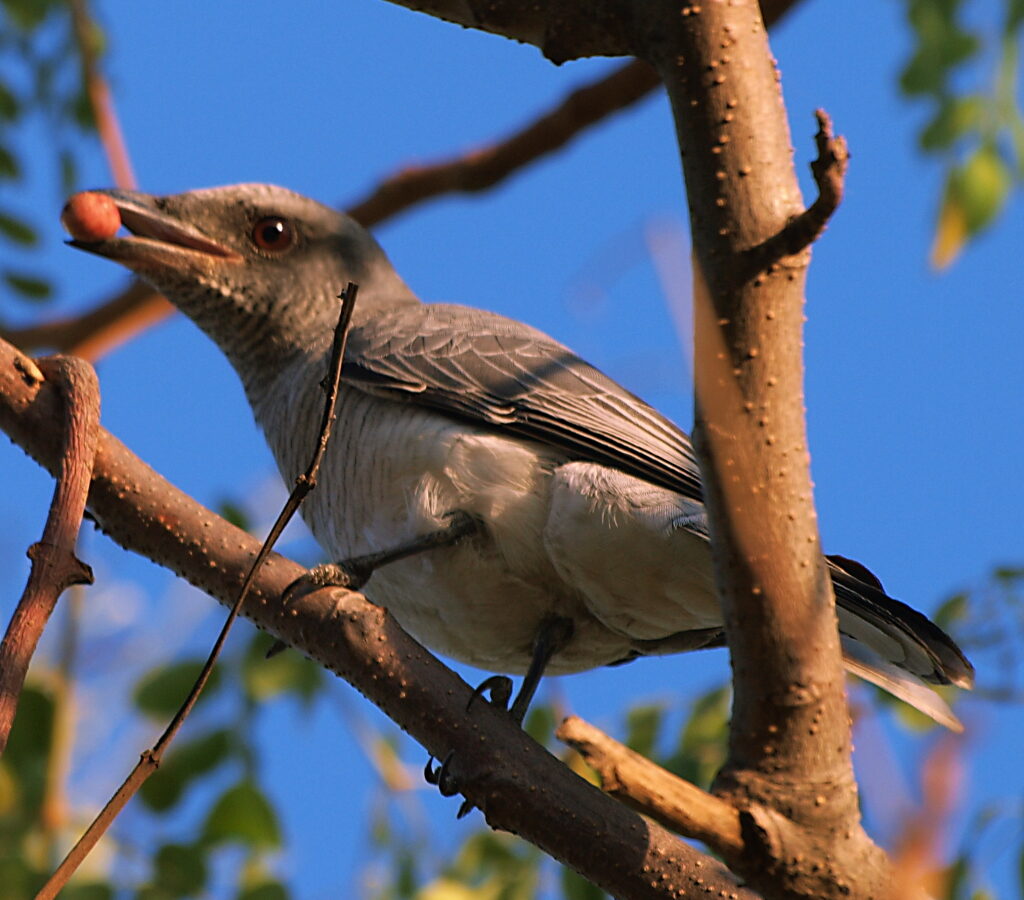 Indian Cuckooshrike