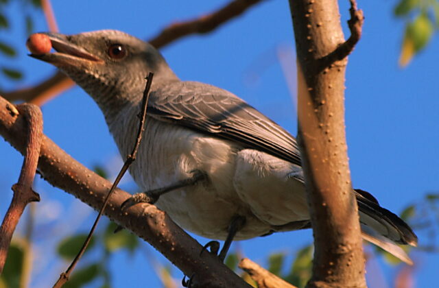 Indian Cuckooshrike