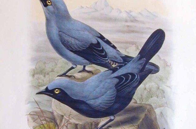 Black-bellied Cuckooshrike