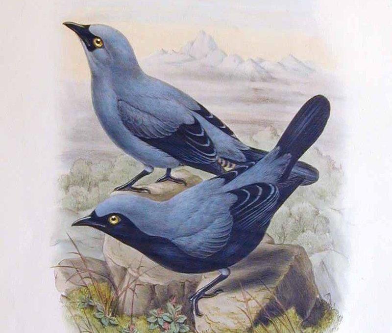 Black-bellied Cuckooshrike