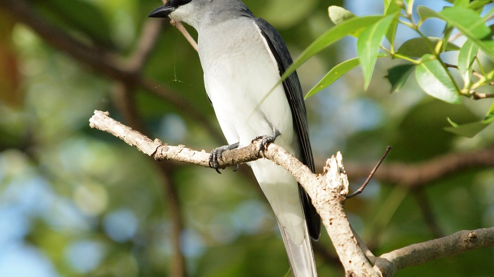 White-bellied Cuckooshrike