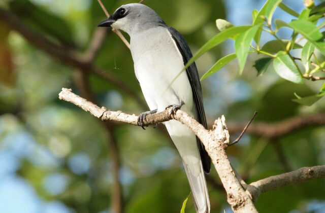 White-bellied Cuckooshrike