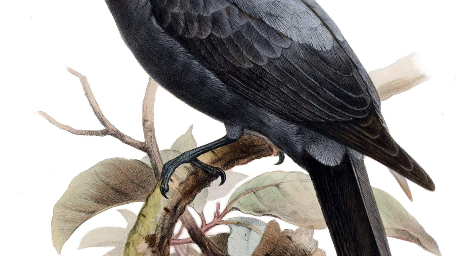 Wallacean Cuckooshrike