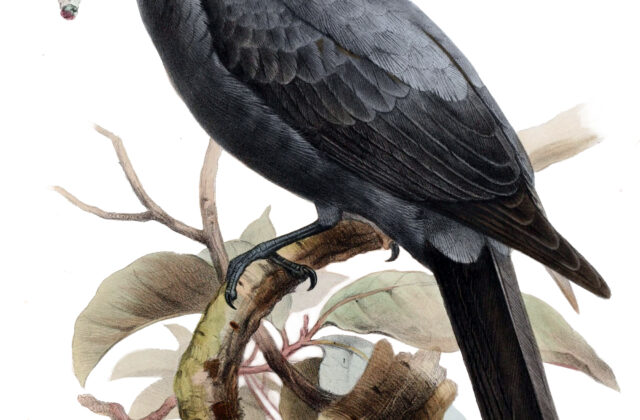 Wallacean Cuckooshrike