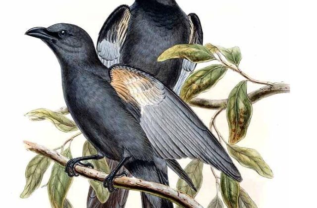 Slaty Cuckooshrike