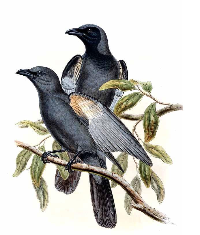 Slaty Cuckooshrike