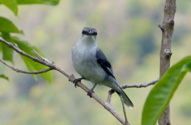 Mauritius Cuckooshrike