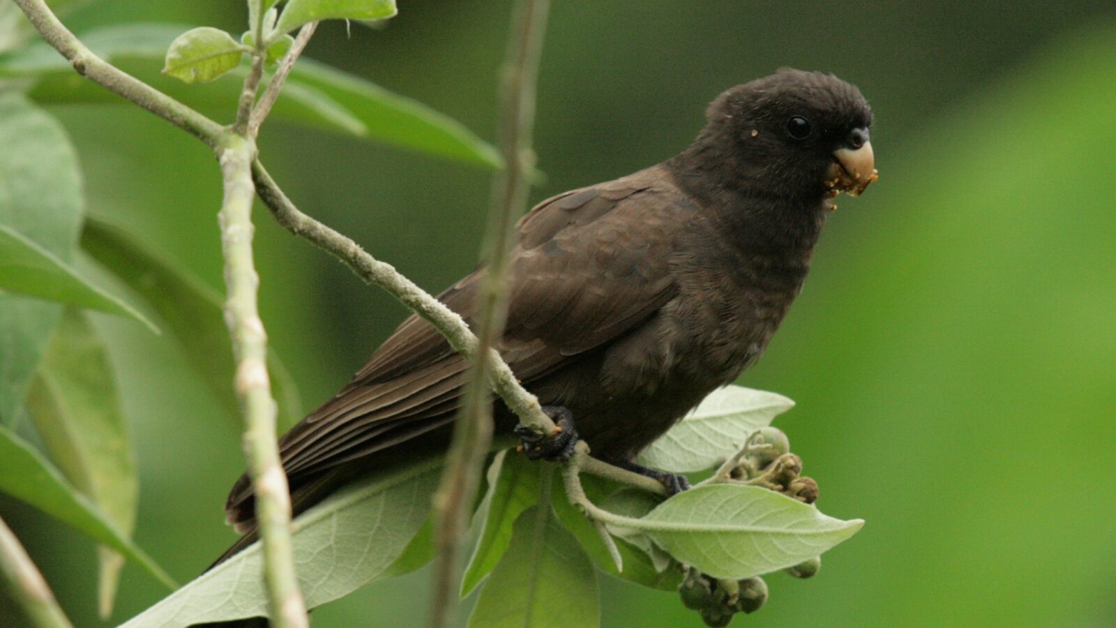 Comoro Black Parrot