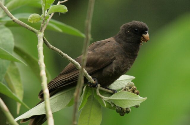 Comoro Black Parrot