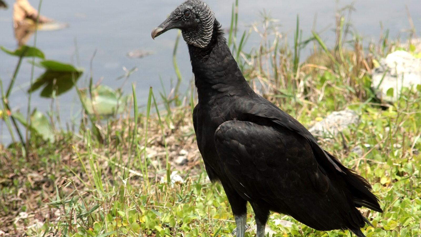 Black Vulture