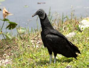 Black Vulture