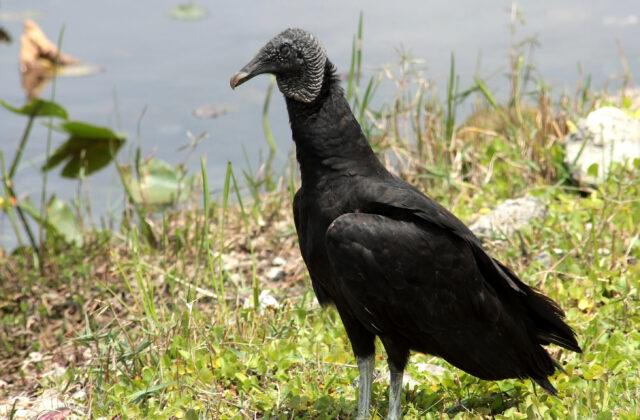 Black Vulture