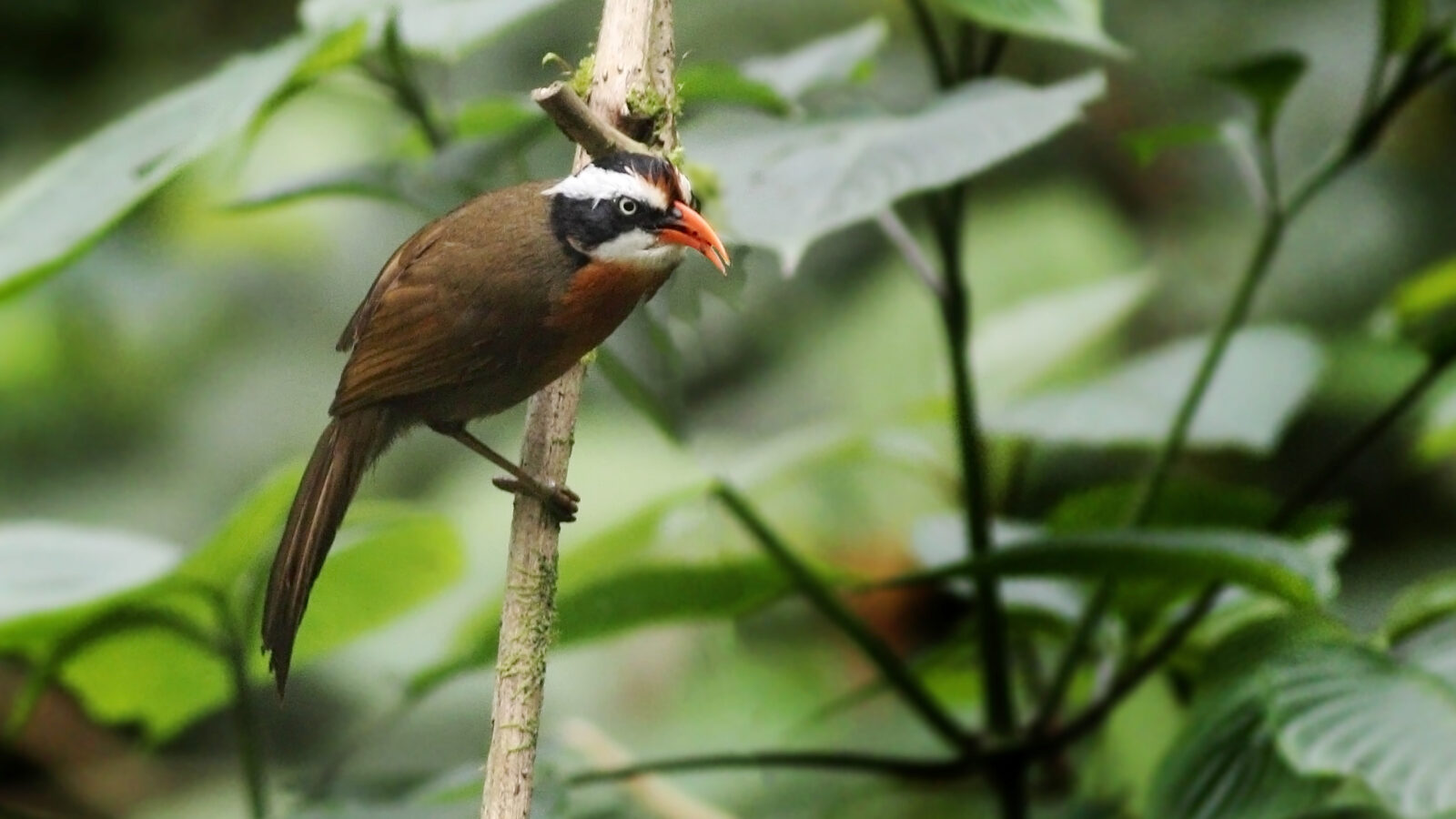 Black-crowned Scimitar Babbler