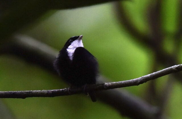 White-throated Manakin