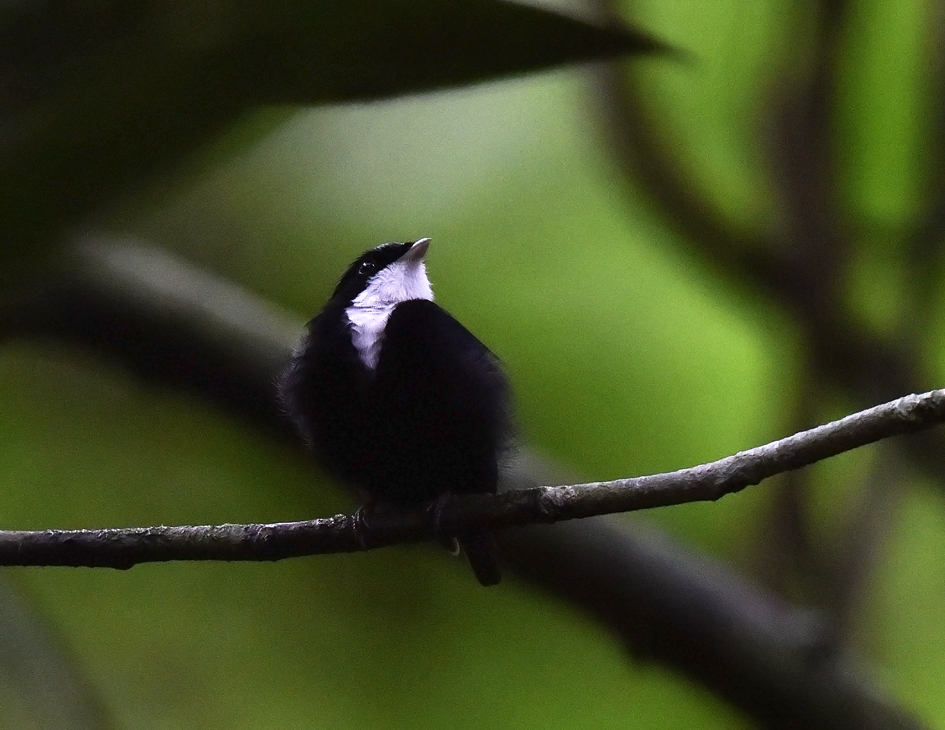 White-throated Manakin