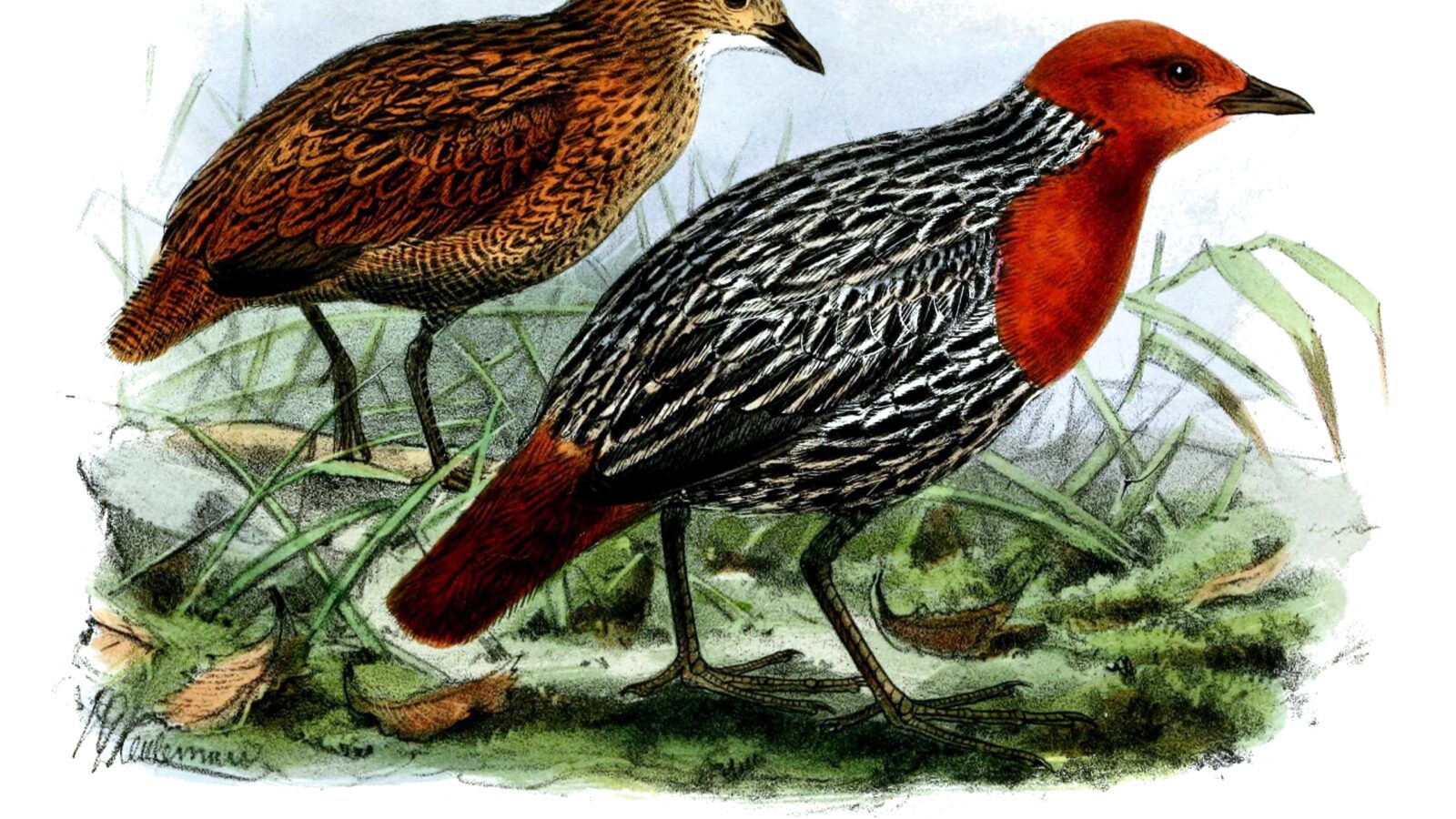 Madagascar Flufftail