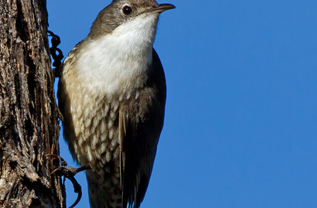 White-throated Treecreeper