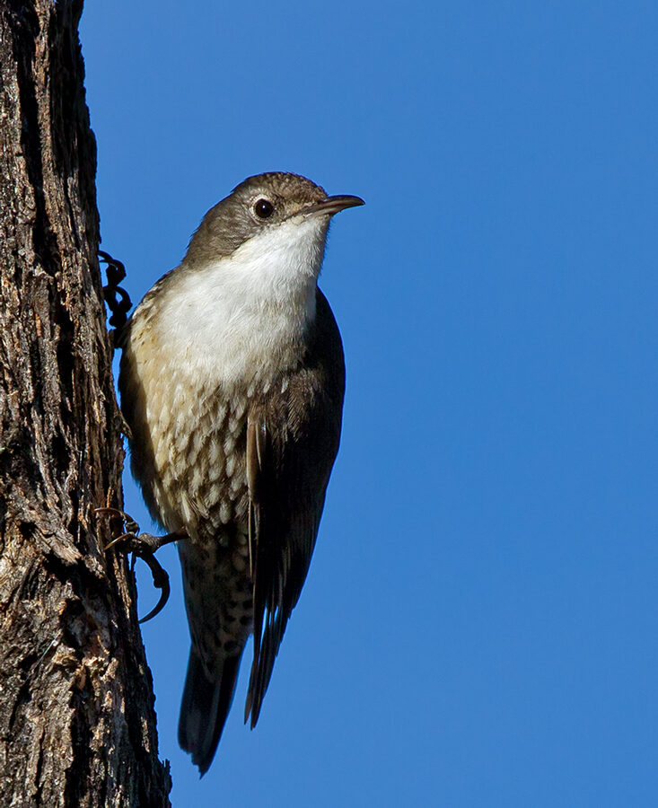 White-throated Treecreeper