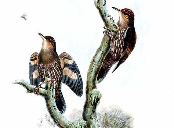 Papuan Treecreeper