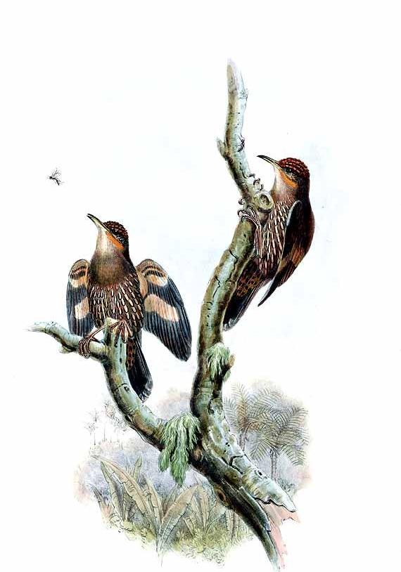 Papuan Treecreeper
