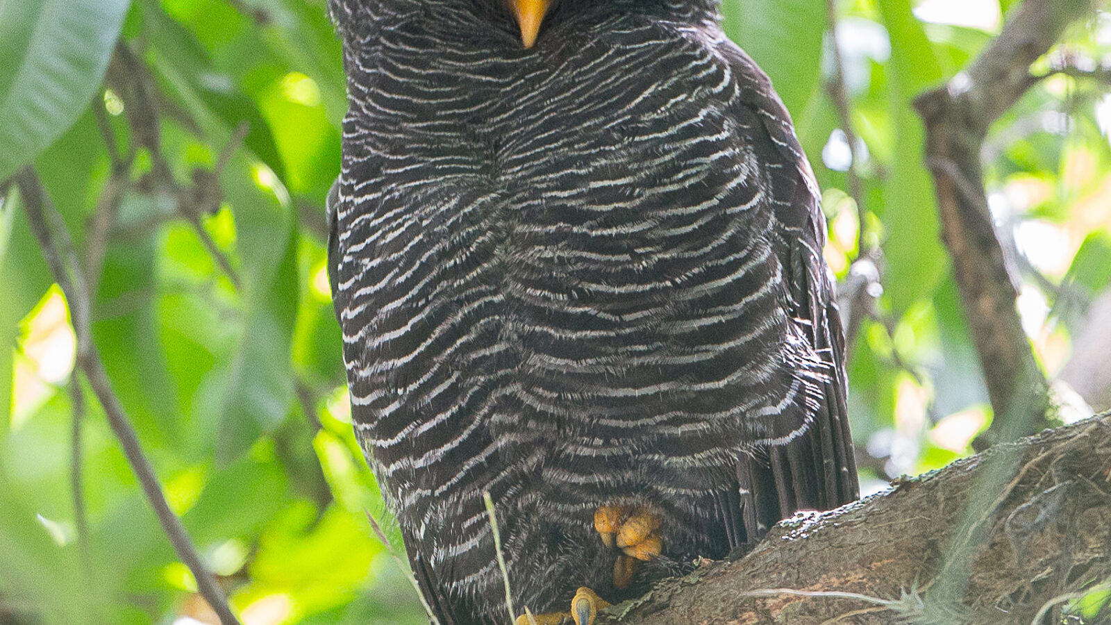 Black-banded Owl