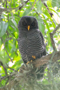 Black-banded Owl