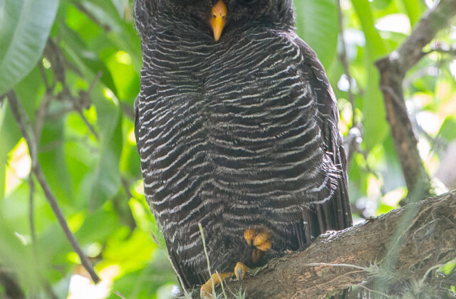 Black-banded Owl