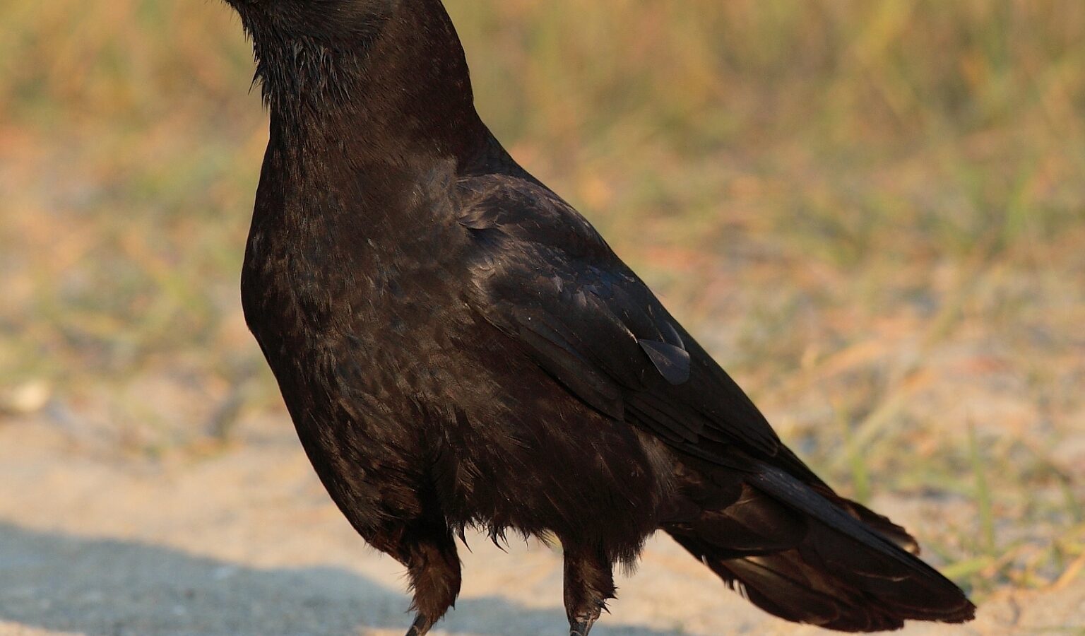 American Crow