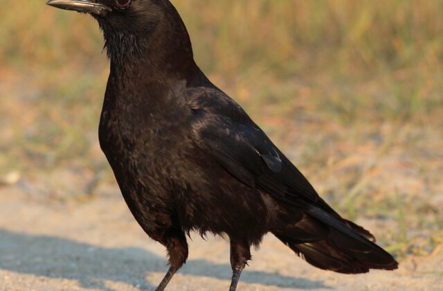 American Crow