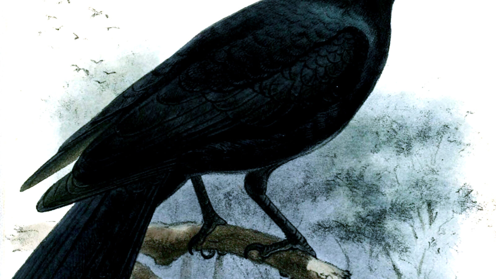 New Caledonian Crow