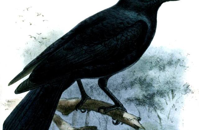 New Caledonian Crow