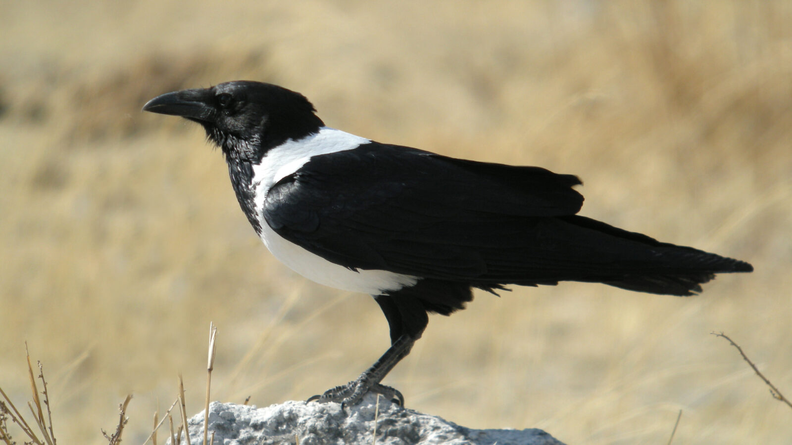 Pied Crow