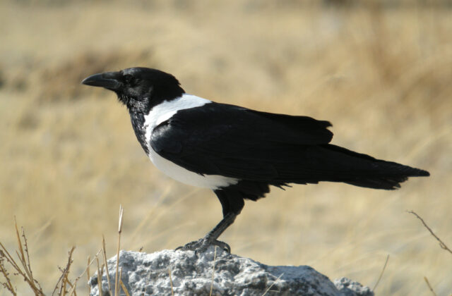 Pied Crow